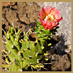 Flowering Cactus