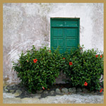 Hibiskus Busch Shut window with Hibiscus Flowers