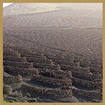 Trockenfeldbau in La Geria Wine Fields in La Geria